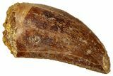 Serrated, Carcharodontosaurus Tooth - Real Dinosaur Tooth #329883-1